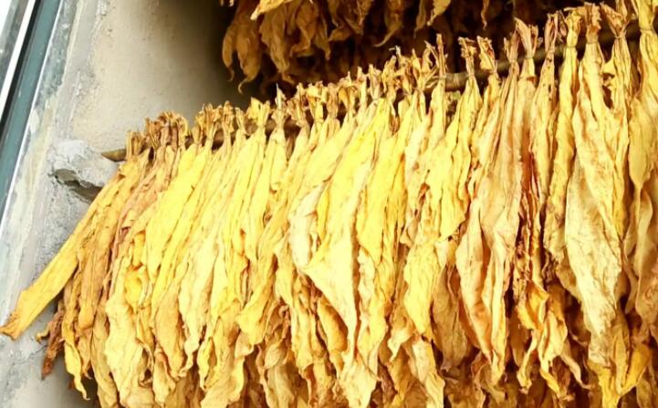 木屑顆粒燃料烘烤煙葉可以嗎？